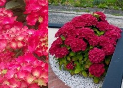 Hydrangea macrophylla Alpengluhen / Kerti hortenzia piros